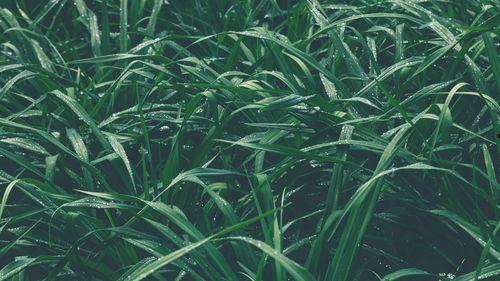 青草青青国产视频,国产视频中的青春记忆与成长轨迹